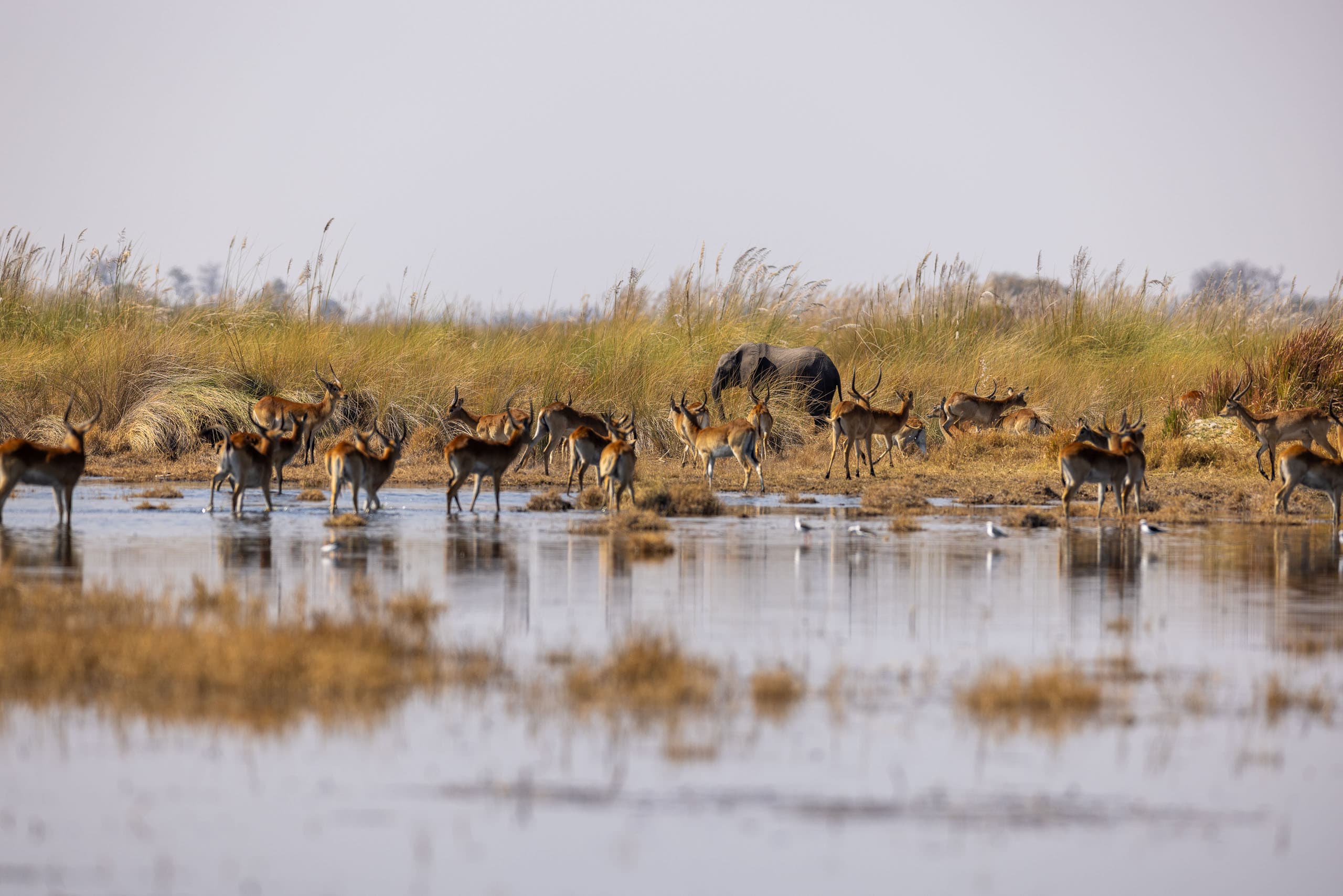 Khwai Magotho Reserve