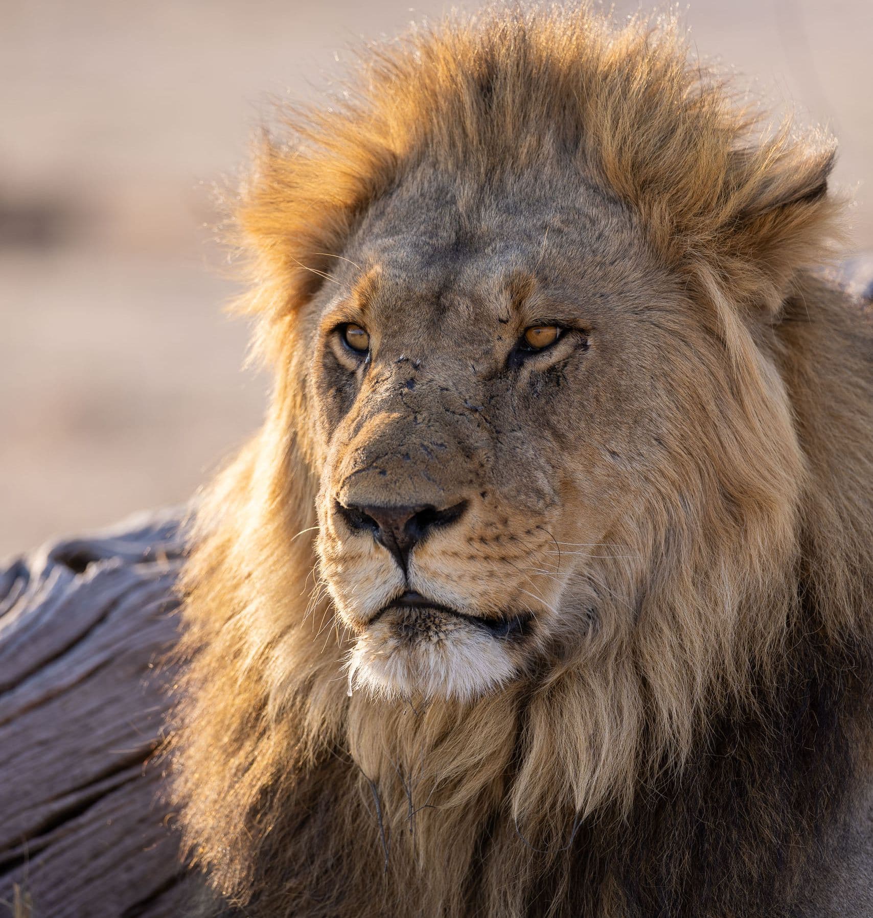 Savuti National Park