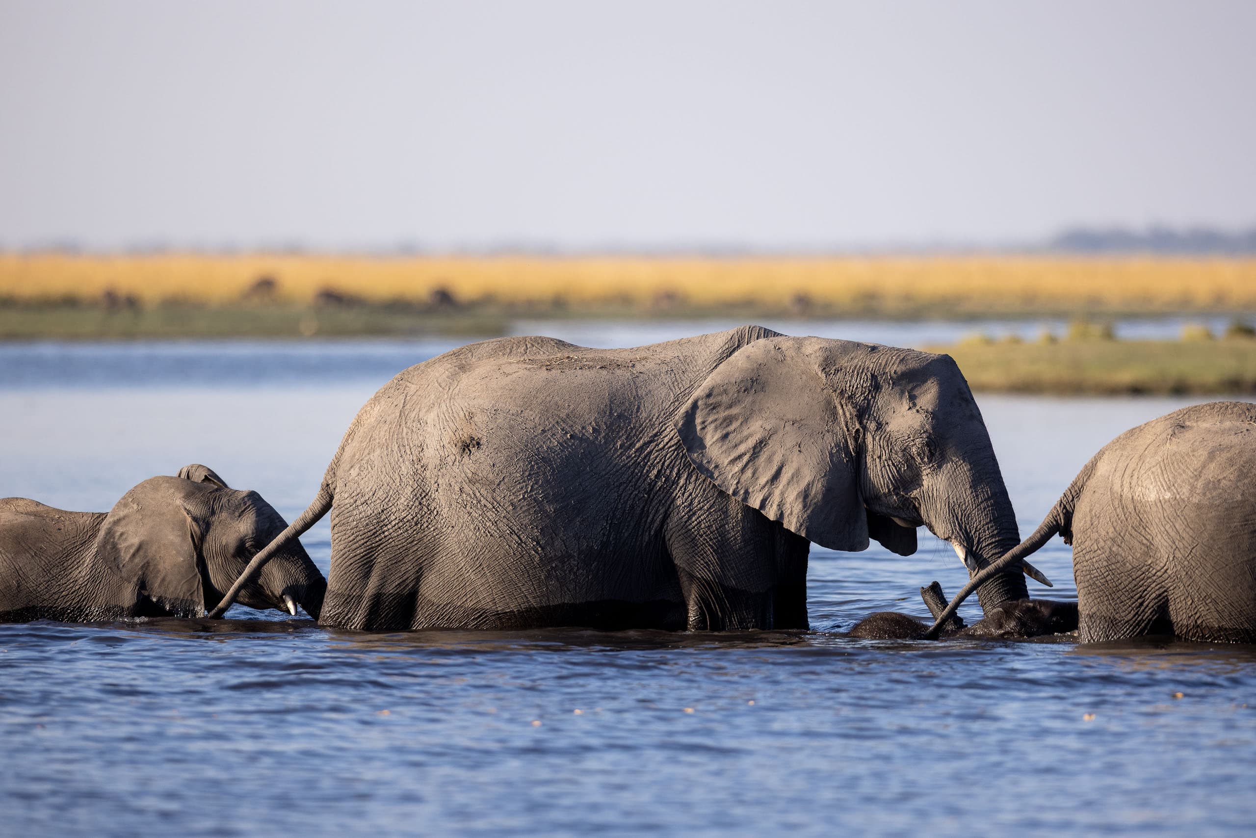 Kasane / Chobe