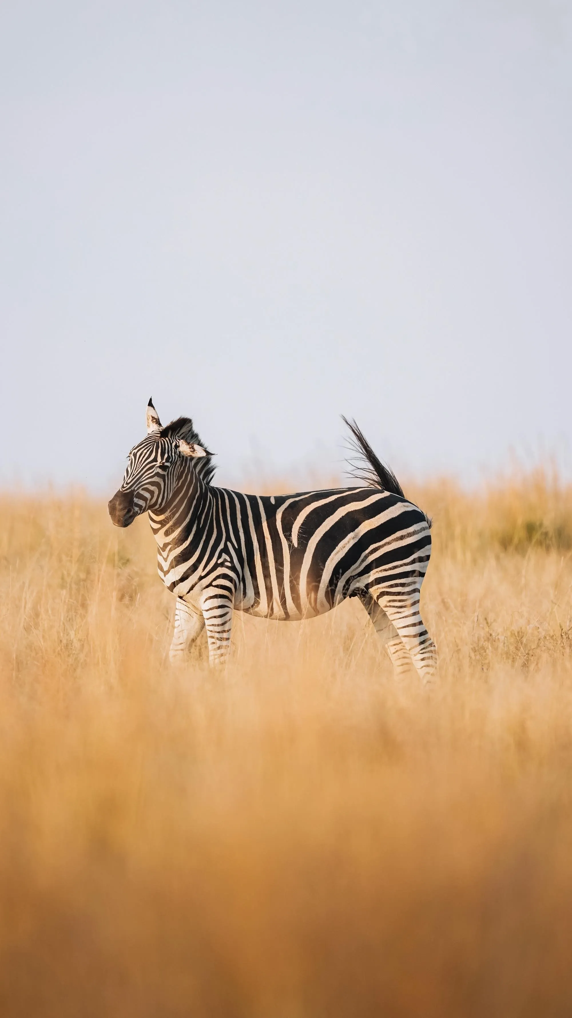 Conservation & Community