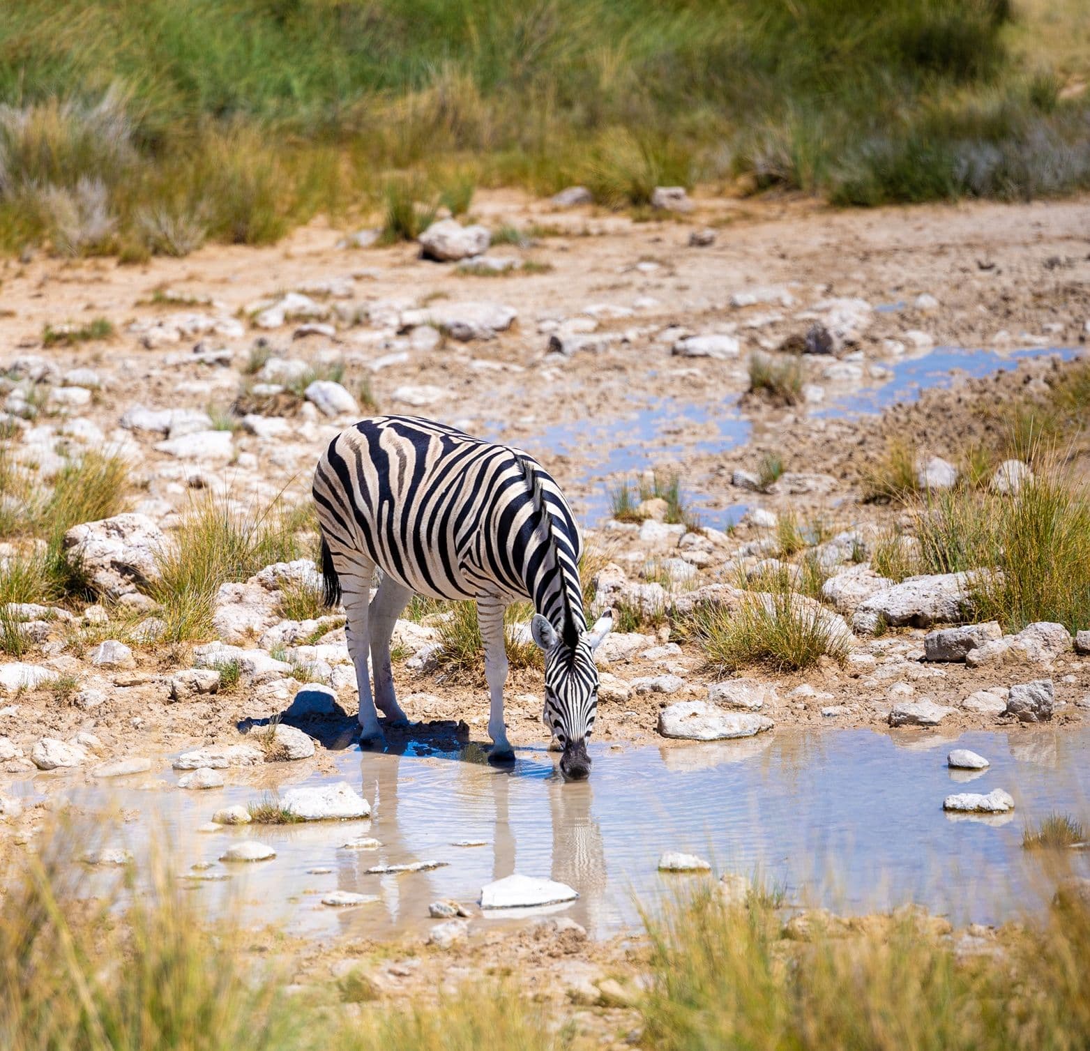 Mountain Zebra National Park