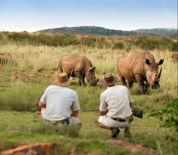 Rhino Tracking