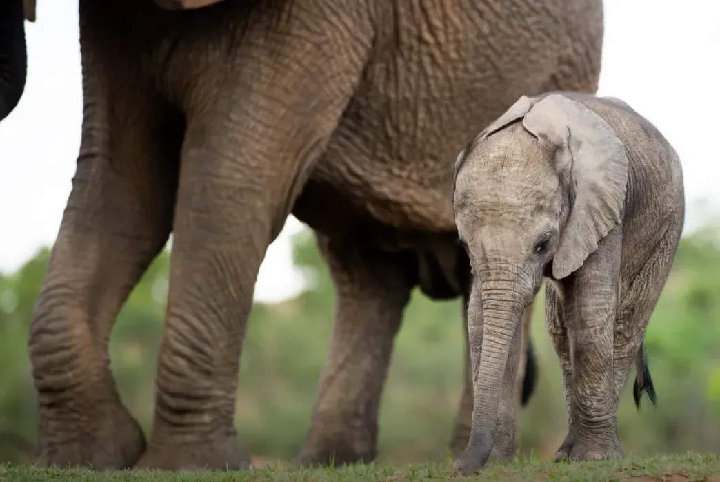 Support conservation