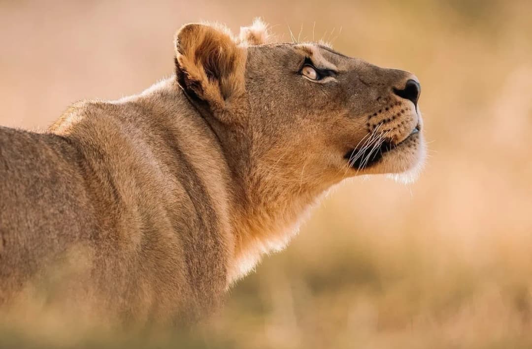 Sponsor wildlife interventions