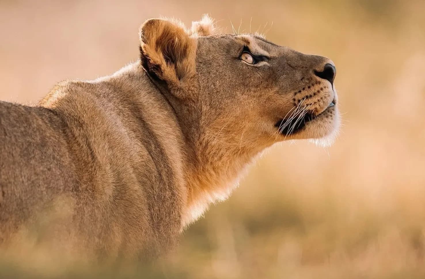 Sponsor wildlife interventions