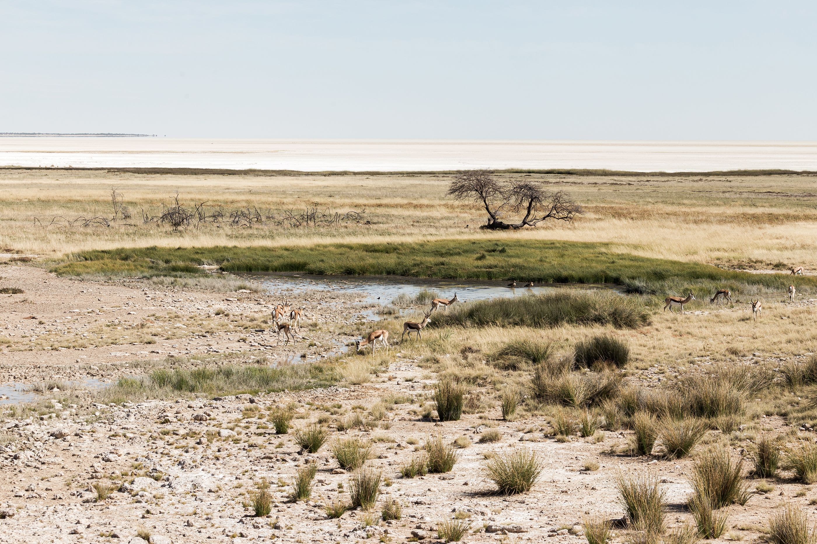 Etosha region