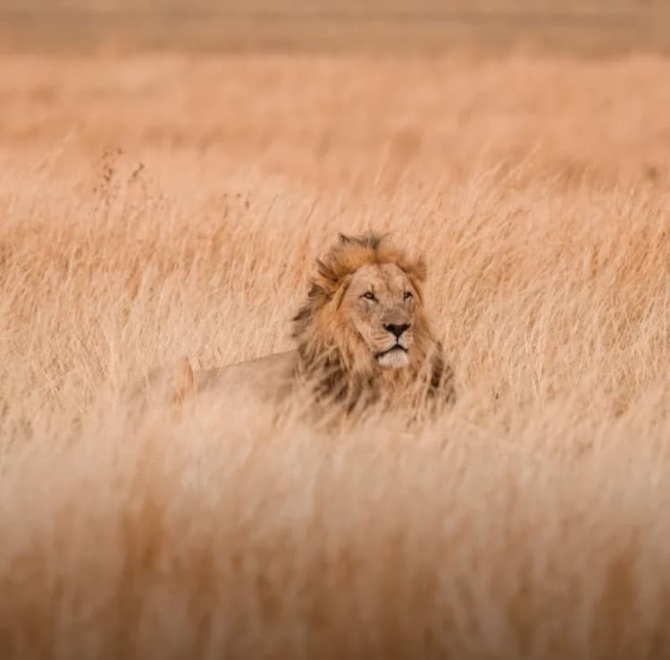 game drive