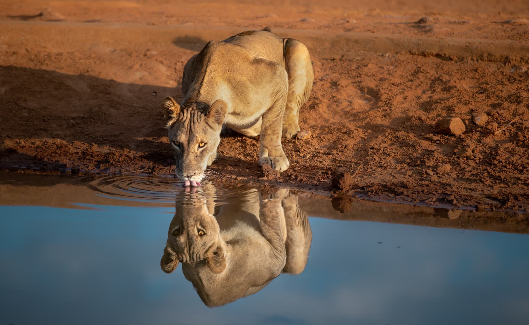 hippo vs. lion