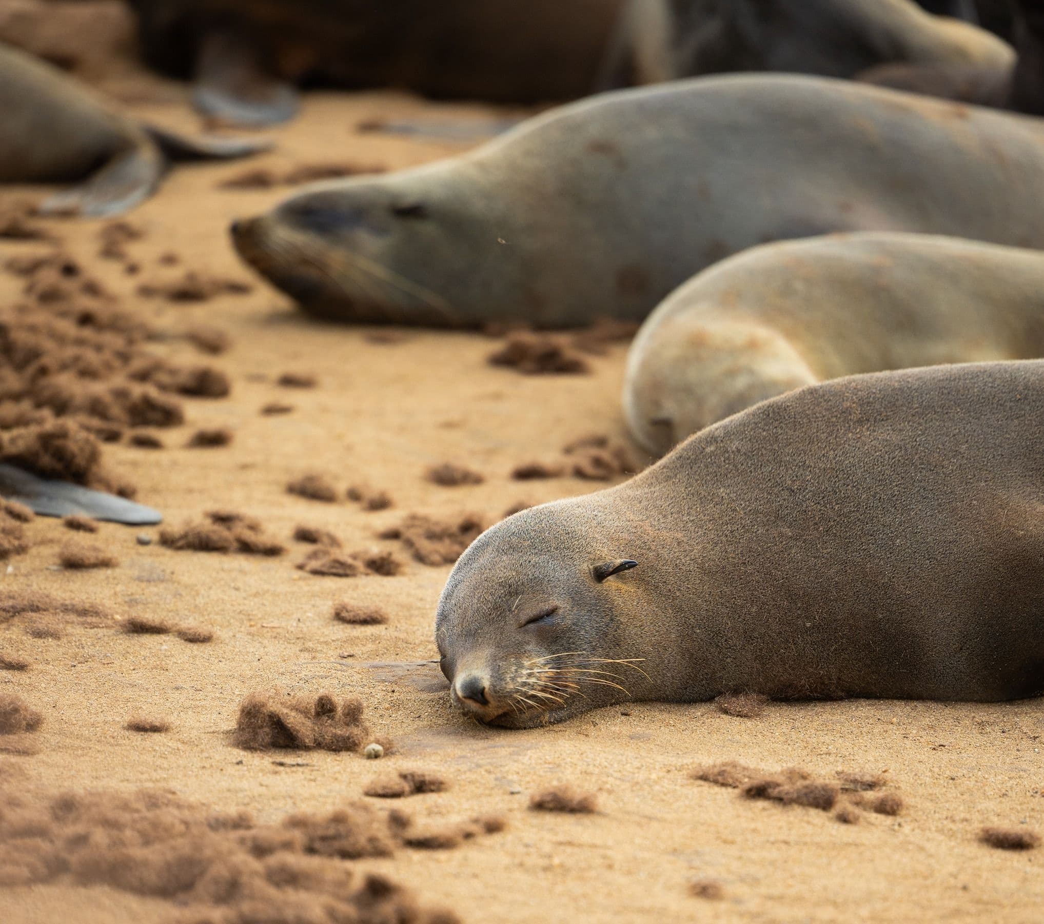 Coast / Swakopmund or Walvis Bay