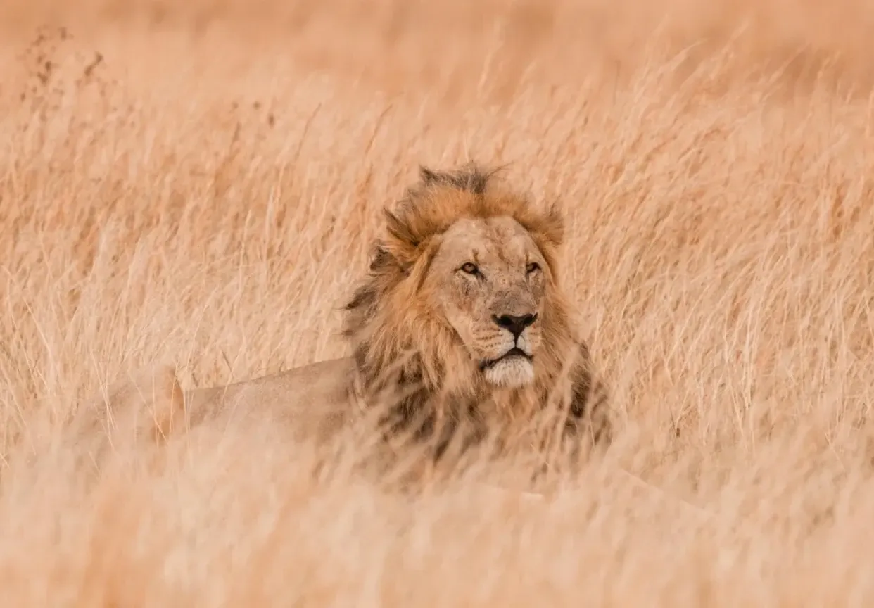 Expertly guided safari experiences