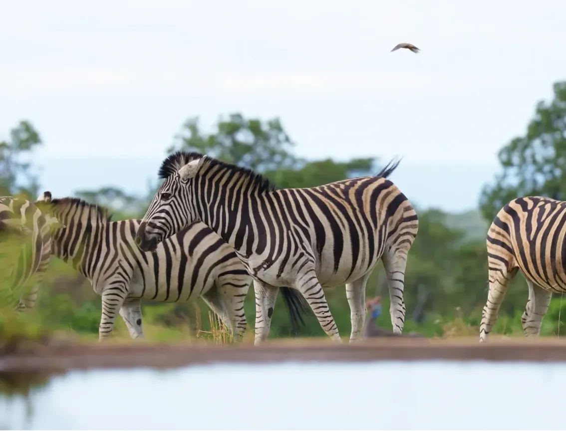 Unique safari viewing hide