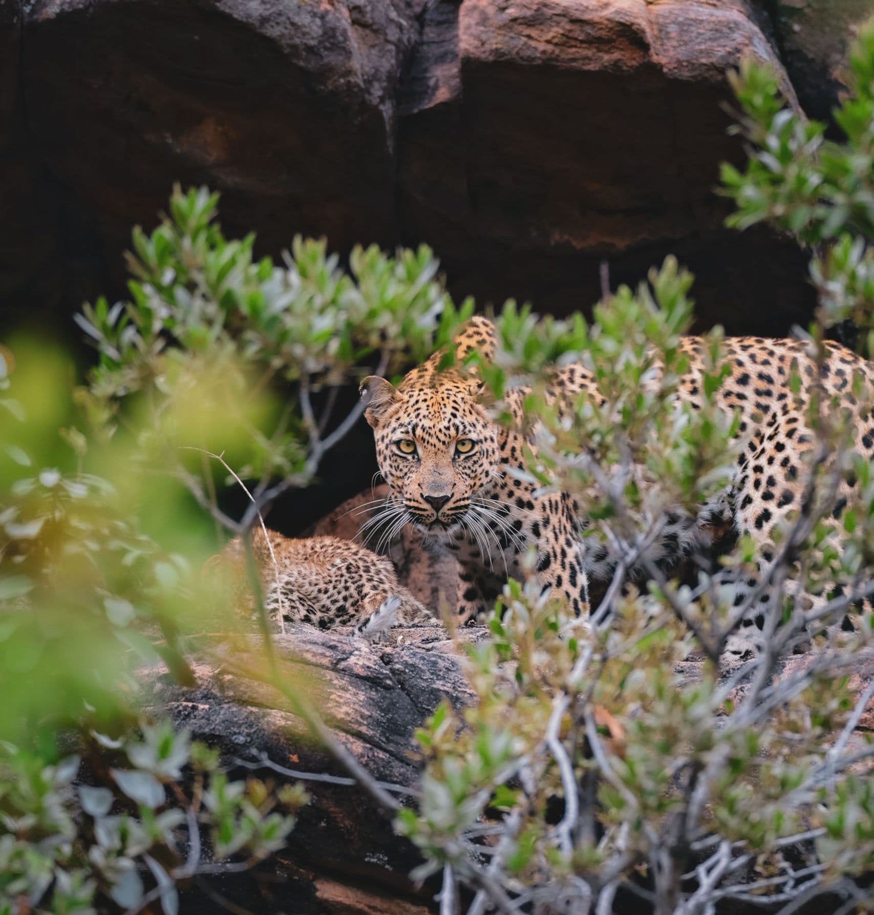 Mhondoro Big 5 Leopard