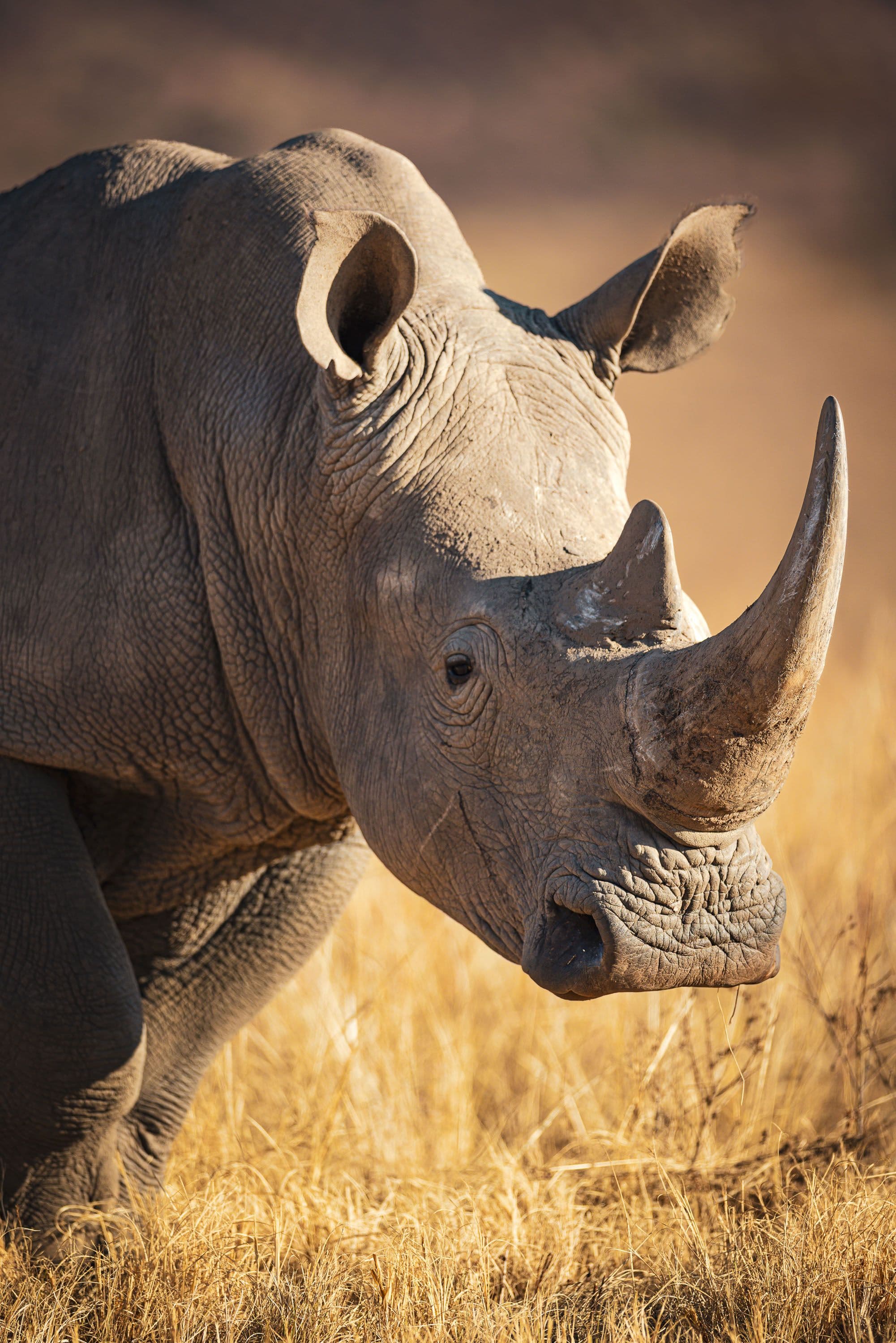 Mhondoro Big 5 Rhino