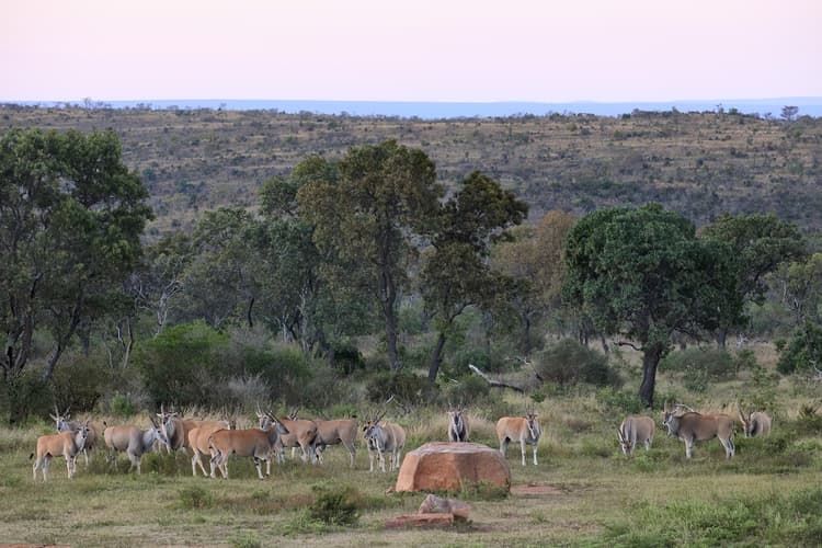 Wild Encounters