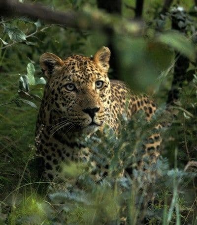 Leopard