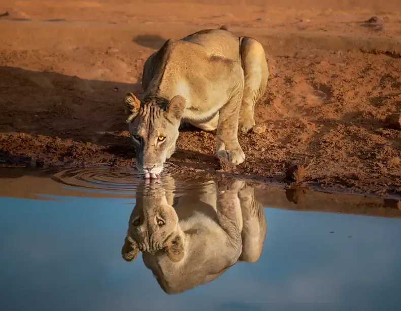 Big 5 Lion