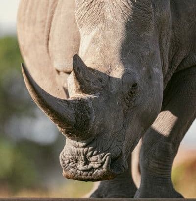 Rhino