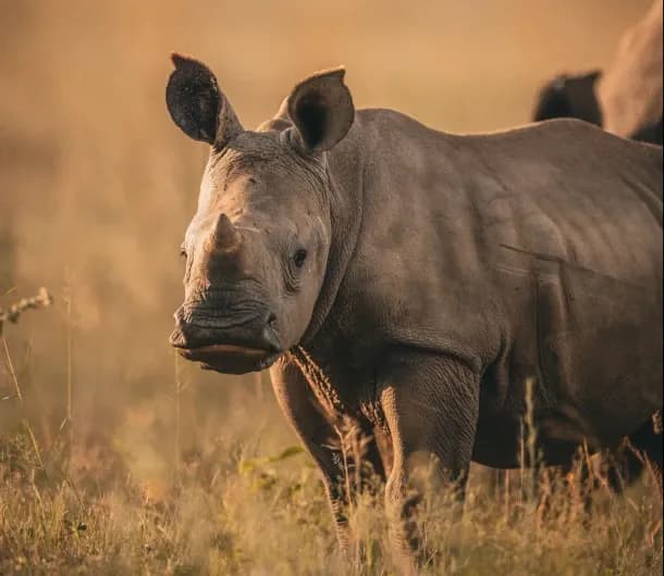 Safari