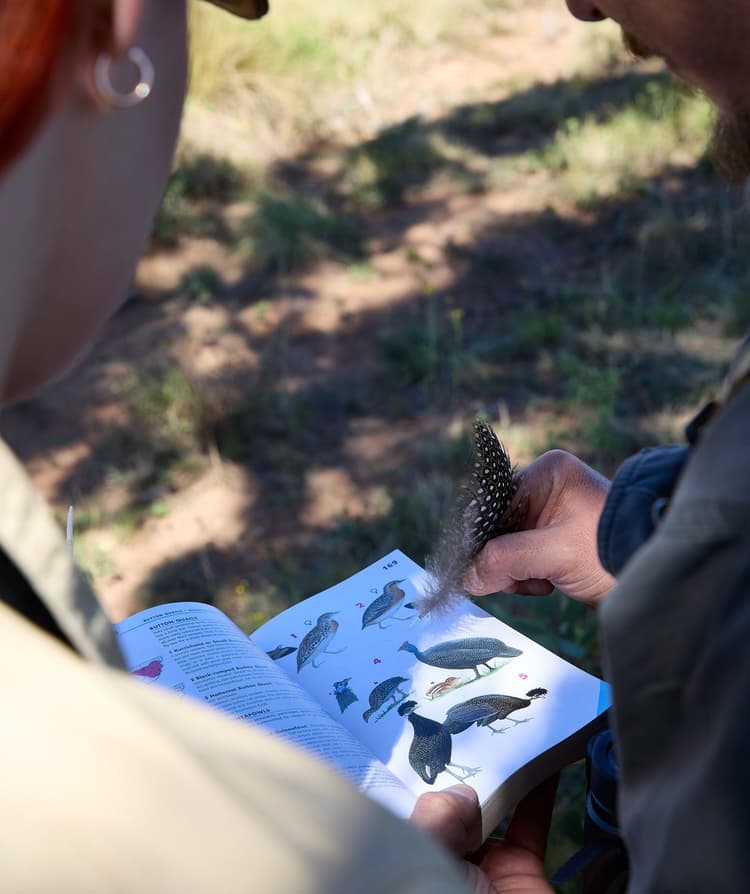 Birding Insights