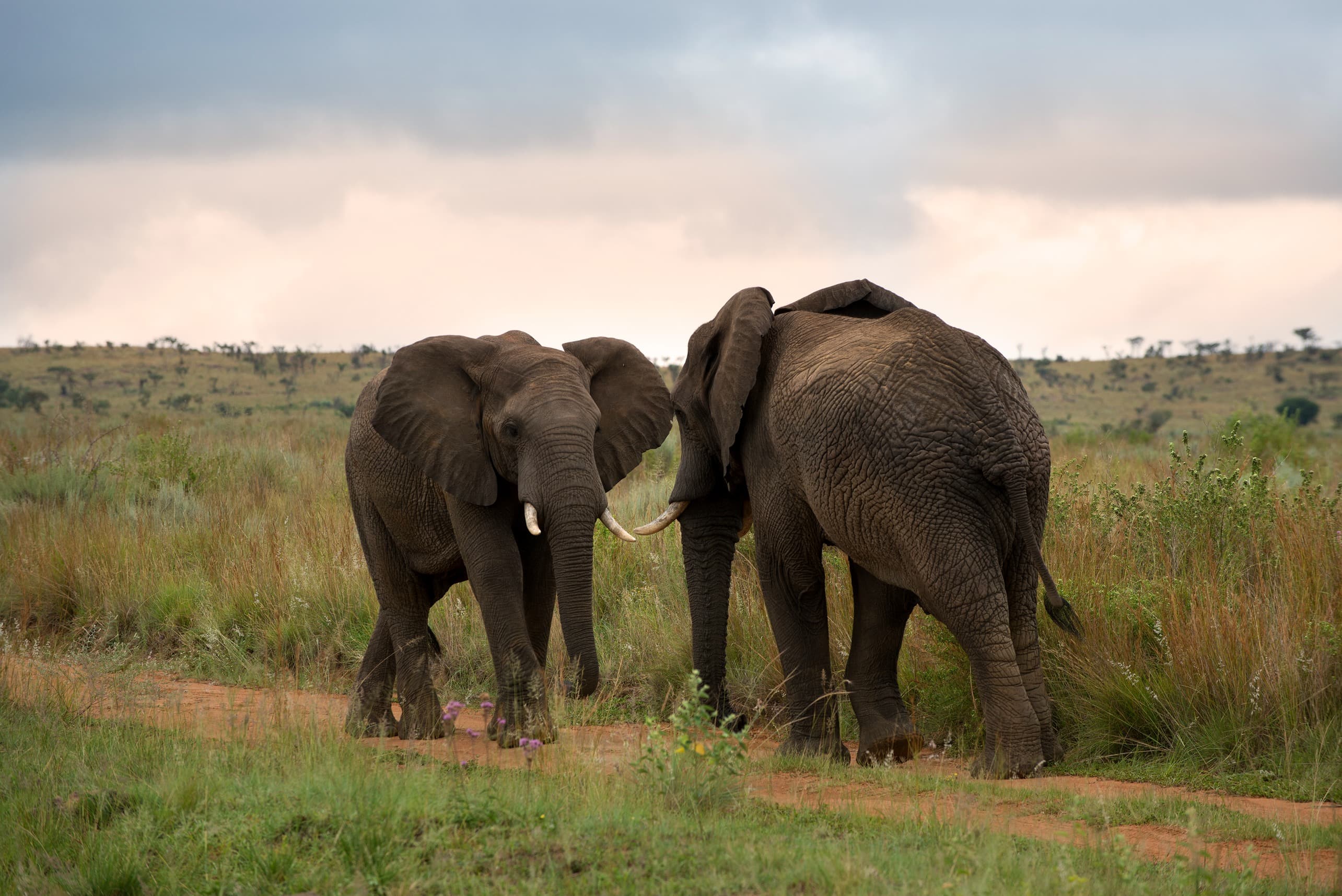 Mhondoro Elephants