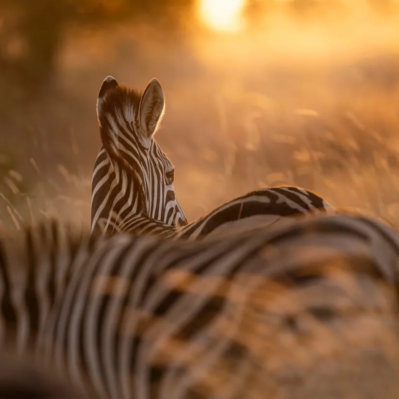 Safari