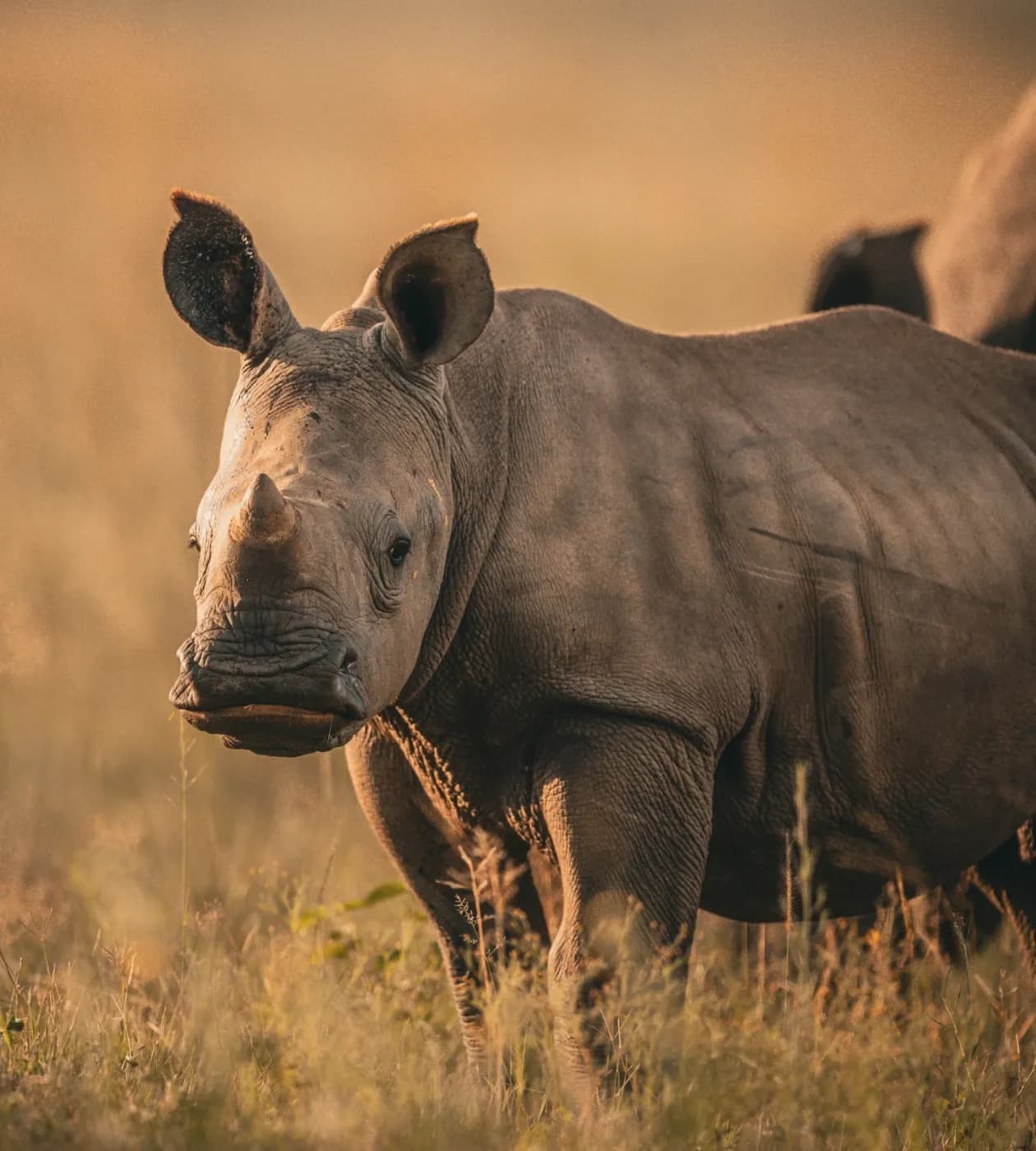 Rhino Tracking