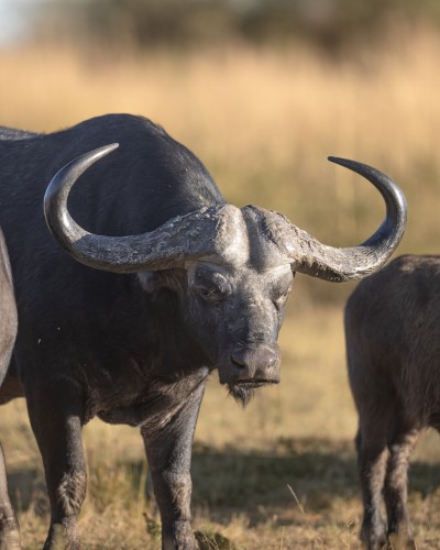 Big 5 game animal buffalo