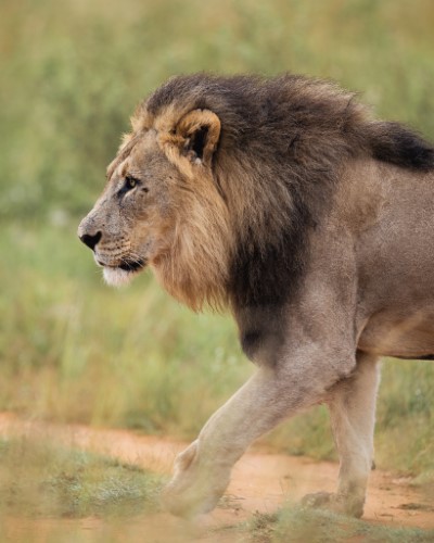 Big 5 game animal lion