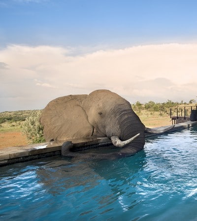 Mhondoro Safari Lodge - Elephant drinking from pool