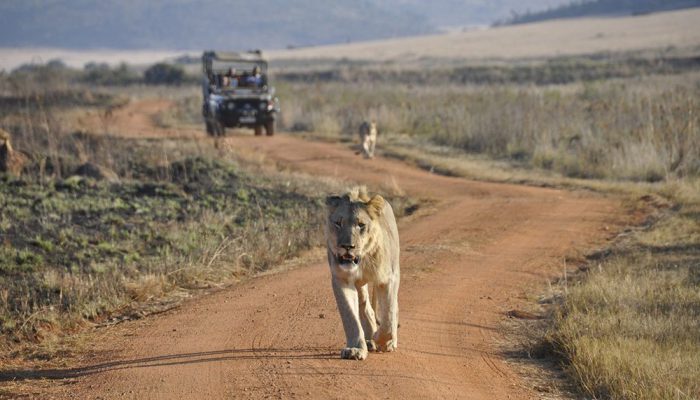 mhondoro-game-drive-welgevonden-700x400