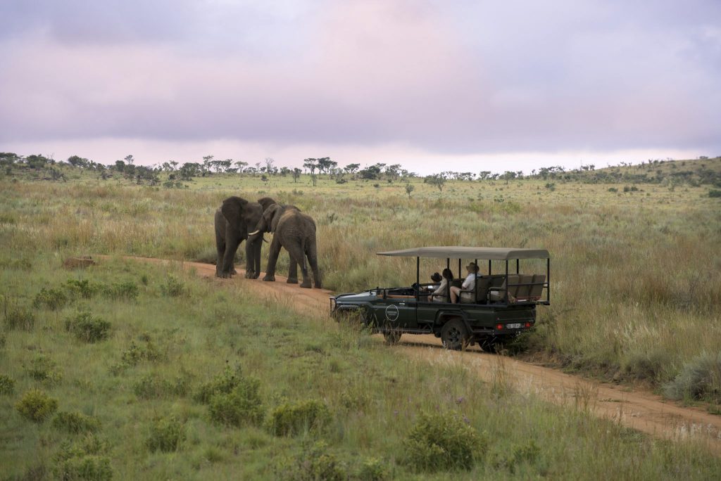 Elephants Wrestling near the Water