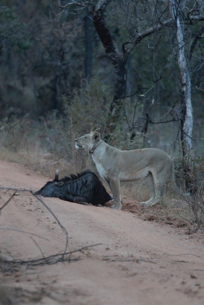 Lioness with wildebeest at Mhondoro Safari Lodge