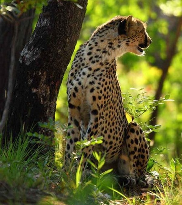 Cheetah in the African wilderness