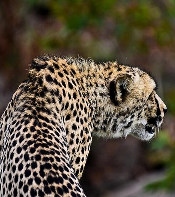 Cheeta-Portrait