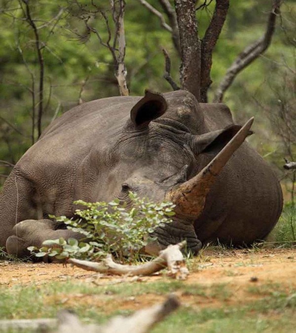 White rhino at Mhondoro Safari Lodge