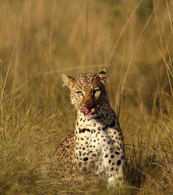 Leopard spotted on safari at Mhondoro