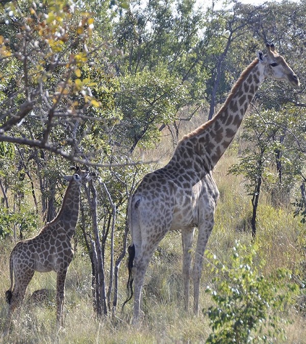 Safari game drive sighting of giraffes