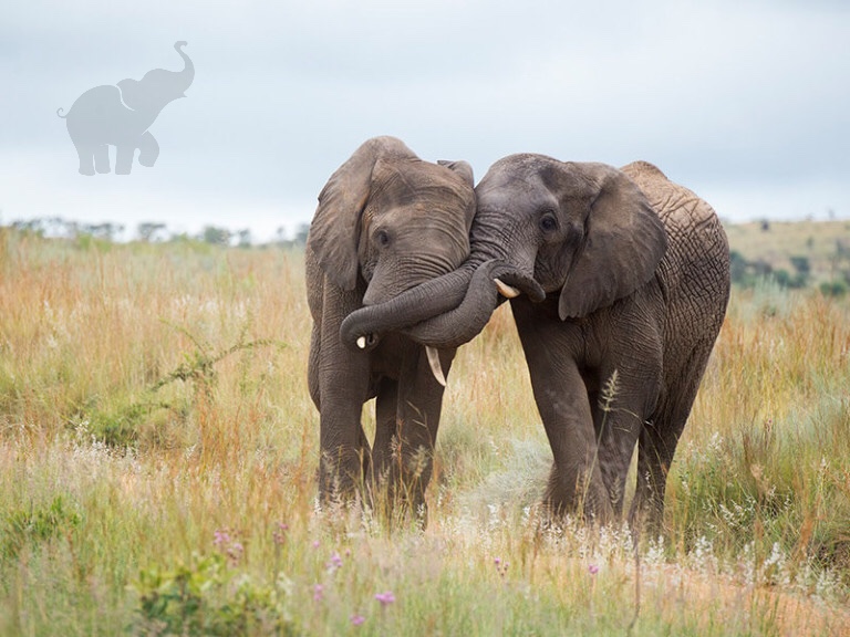 Elephant herd communicating with trunk touches and rumbles