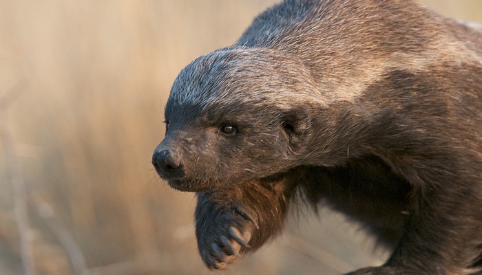 Honey Badger Spotted in the African Bush