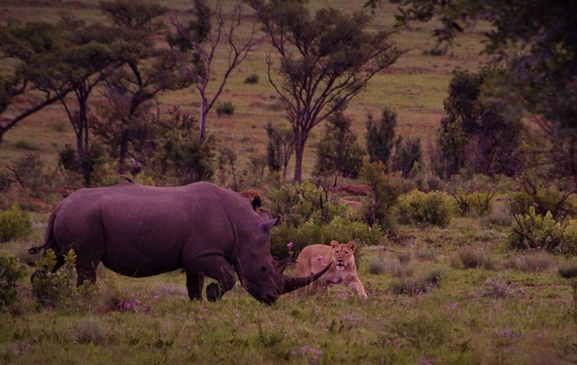 Lion cubs playfully challenging a white rhinoceros and her calf