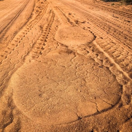 Elephant track in the dust on a bush walk