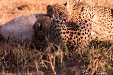 Mother cheetah with cubs feeding on prey in Welgevonden Reserve