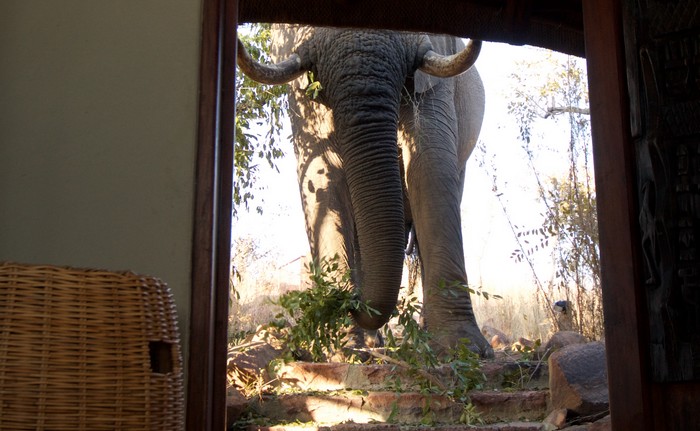 Elephants feeding near Mhondoro Curio shop and office