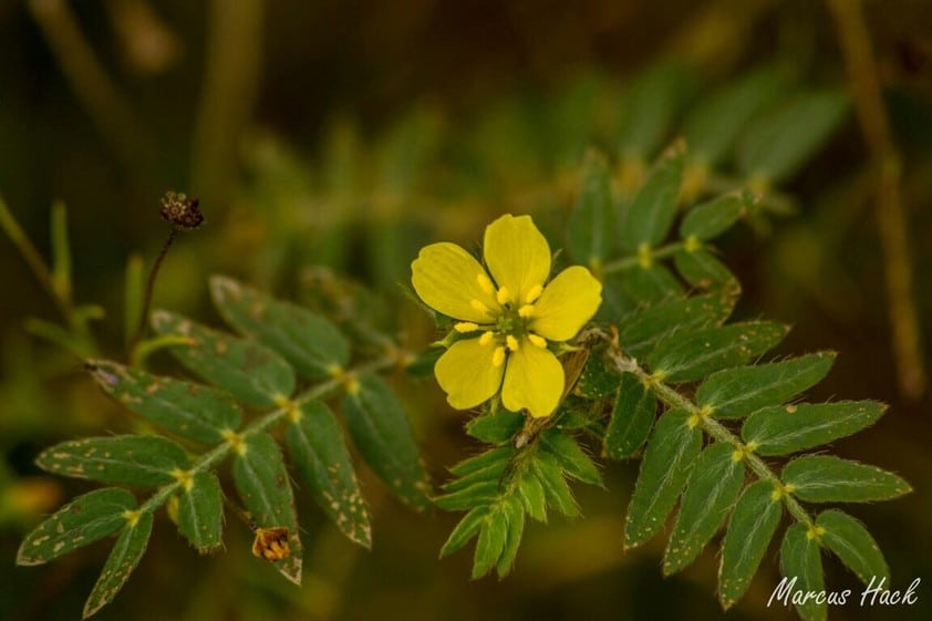 Macro photography of a flower at Mhondoro Safari Lodge