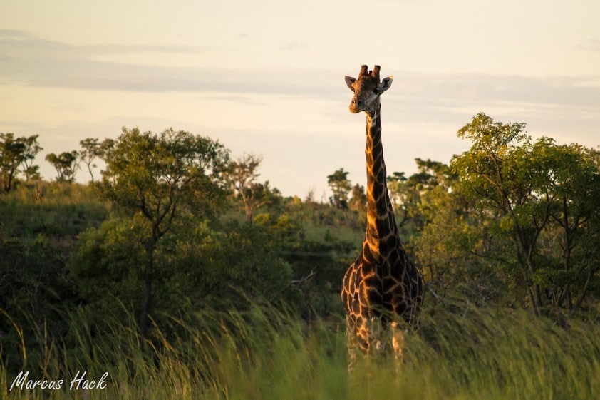 Photographic equipment for safari at Mhondoro Safari Lodge