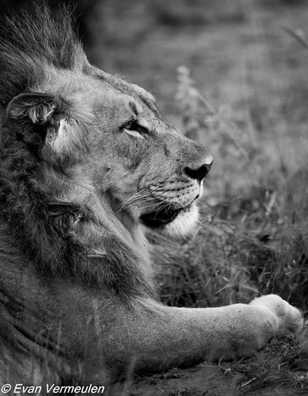 Male lion spotted during game drive at Mhondoro Safari Lodge