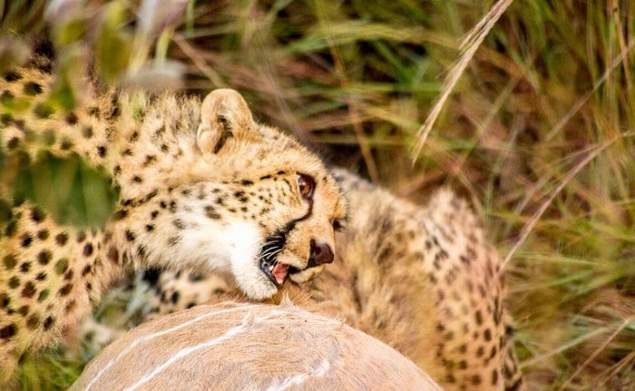 Cheetah and warthog encounter during game drive at Mhondoro Safari Lodge