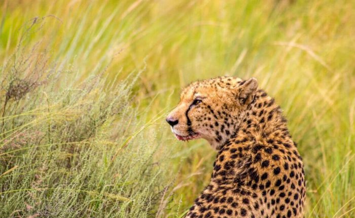 Cheetah with impala kill during game drive at Mhondoro Safari Lodge