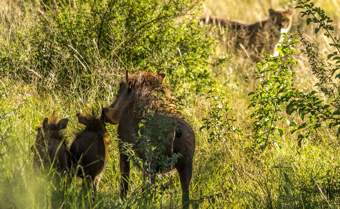 Cheetah and warthog encounter at Mhondoro Safari Lodge