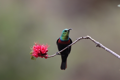 Colorful bird maintaining its feathers with preen oil